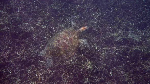 Underwater Video of Green Sea Turtle Slowly Swimming on Scuba Diving or Snorkeling Among Tropical