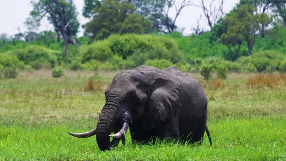 Lone African Savanna Elephant Grazing Green Grass In The Marsh At Summer In Moremi Game Reserve, Bot