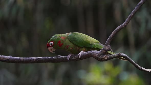 Close up shot of a vibrant green plumage, red masked mitred parakeet, psittacara mitratus foraging o