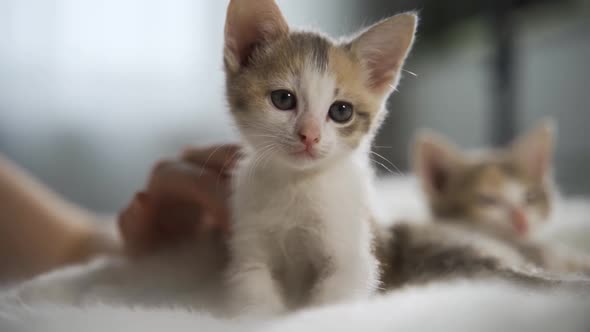 Two Kittens Lie on a Soft Fluffy White Blanket