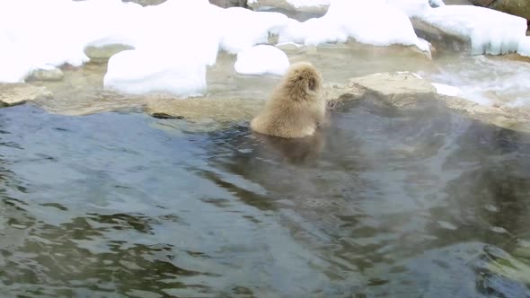 Japanese Macaque or Snow Monkey in Hot Spring 6