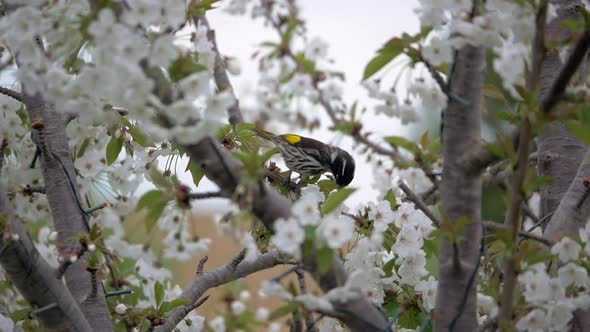 New Holland Honeyeater Feeding On The Nectar Of Cherry Blossom Flower