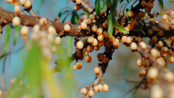 Ripe Sea Buckthorn Fruit on a Branch on a Background in Sunny Day