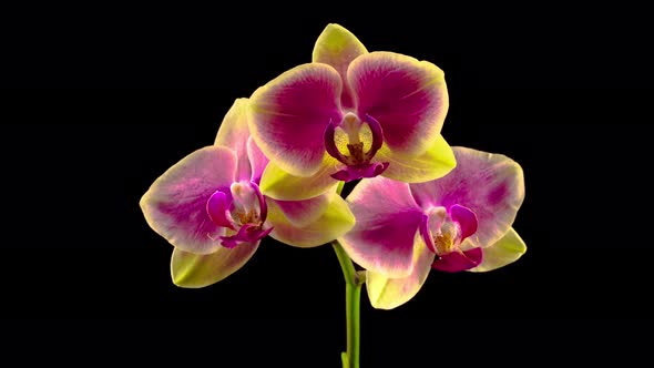 Blooming Yellow - Pink Orchid Phalaenopsis Flower