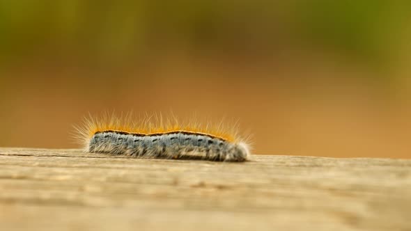 Extreme macro close up and extreme slow motion of a Western Tent Caterpillar moth walking on a wood