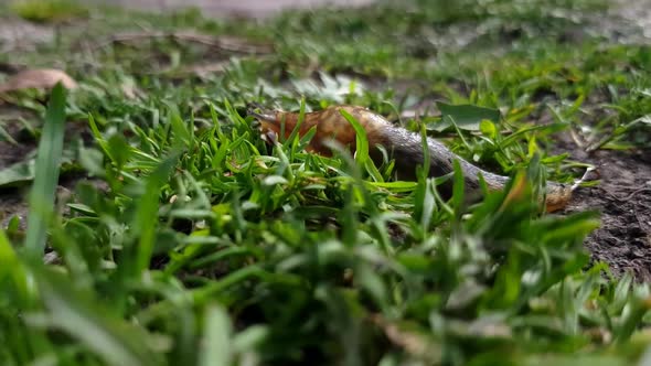 Snail Crawls In The Grass