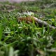 Snail Crawls In The Grass - VideoHive Item for Sale