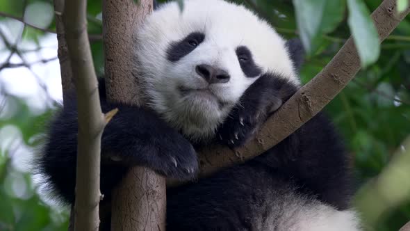 Cute Panda Baby on the Tree