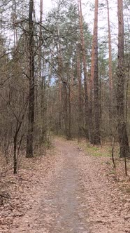 Vertical Video of the Small Road in the Forest During the Day