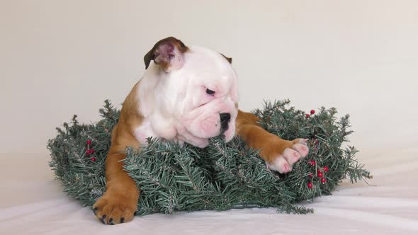 bulldog puppy sits and chews christmas wreath 4k