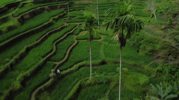 Farmer Collects Rice on Beautiful Rice Terrace