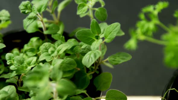 Various herbs in bowl 4k