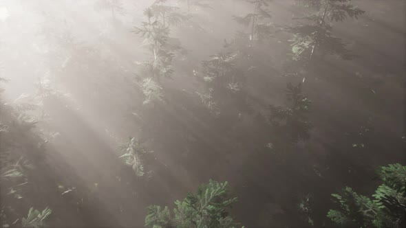 Aerial Sunrays in Forest with Fog alt