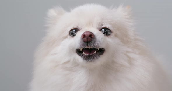 White pomeranian dog getting angry