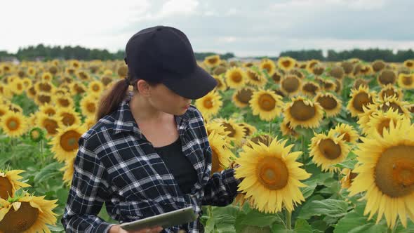 Woman Farmer Stands in Field of Sunflowers and Works on a Screen Tablet Checks the Harvest Ecologist