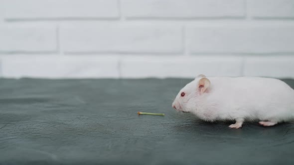 White Albino Fluffy Hamster with Full Cheeks Moves Long Whiskers and Walks