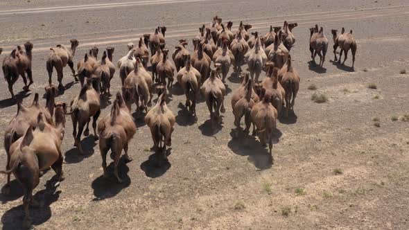 Aerial View of Bactrian Camels Group in Mongolia