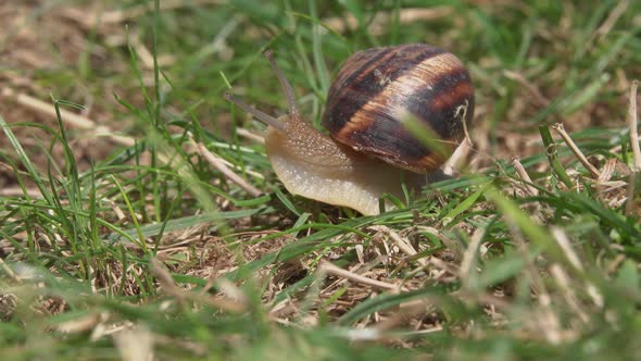 Snail in the Grass