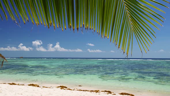 Palm Tree Leaf Peaceful Swaying in Breeze Against Sandy Beach, Turquoise Ocean Waves, Blue Sky and