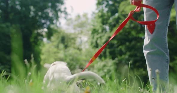 Jack Russell Terrier Dog Plays with Favourite Toy in Park on Sunny Day in Slowmotion 120 Fps Prores