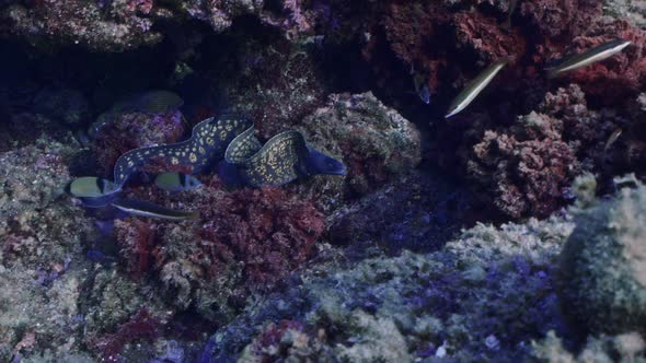 Moray eels hidding under rocks in mediterranean sea. Shot in slow motion.