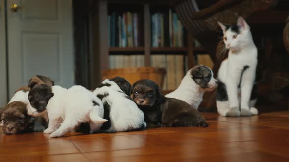 The Cat Watches the Little Puppies Play on the Floor in the Room