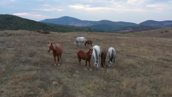 A Herd Of Horses Shot With A Drone In The Wild 