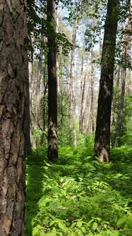 Vertical Video of a Summer Green Forest with Trees During the Day Slow Motion