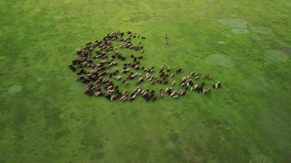 Aerial View at the Sheeps Herd