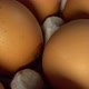 Paning pack of chicken eggs - VideoHive Item for Sale