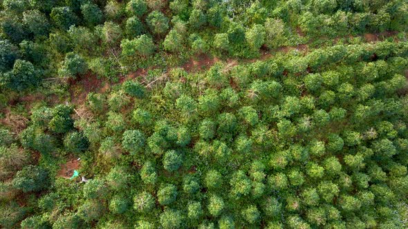 Aerial Shot of Coffee Plantations on Hillsides in Mountains