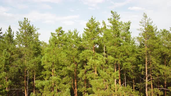 Aerial View of the Coniferous Forest