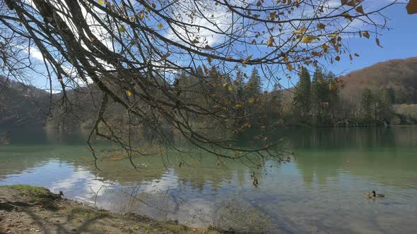 Lake with ducks in Plitvice National Park