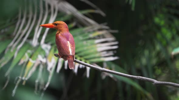 Ruddy Kingfisher Perching, Showing Its Back with Red and Purple Feather