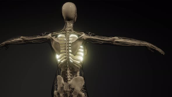 Human Lungs Radiology Exam alt