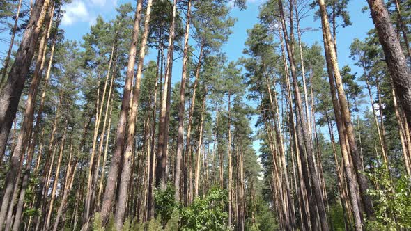 Forest with Trees on a Summer Day Slow Motion