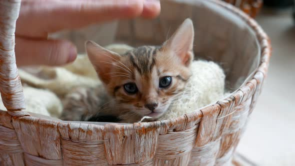 Master Pets Bengal Kitten By the Hand