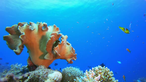 Clownfish Undersea Tropical Life