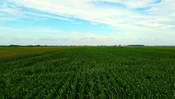 Rows Of Corn Stalks