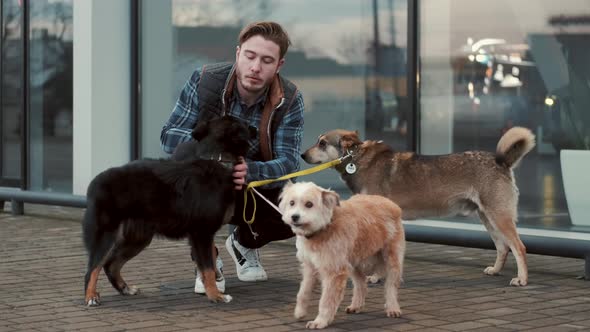 Group of Dogs with Man on the Walk