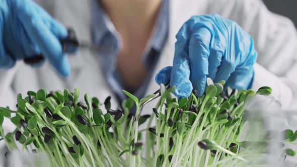 A Scientist Laboratory Assistant Cuts Sunflower Sprouts Artificially Grown In The Laboratory