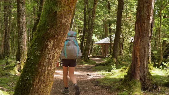 Slider, hiker walks towards shelter in sunlit Fiordland forest, Kepler Track New Zealand