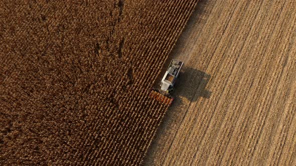 Aerial Drone View Flight Over Combine Harvester That Reaps Dry Corn in Field