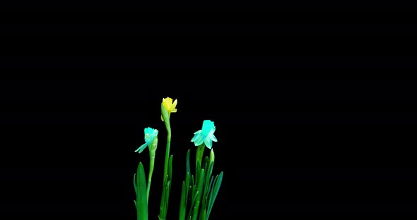 Time Lapse Shooting of the Growth and Flowering of a Bouquet of Blue and Yellow Daffodils on a Black