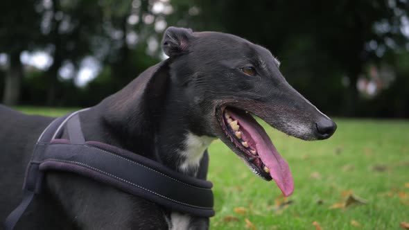 Greyhound dog panting portrait close up shot