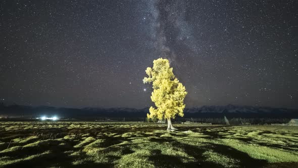 Larch Tree in Kurai Steppe, Mountains and Milky Way at Night. Altai Mountains