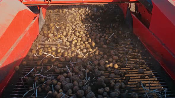 Potato Harvesting