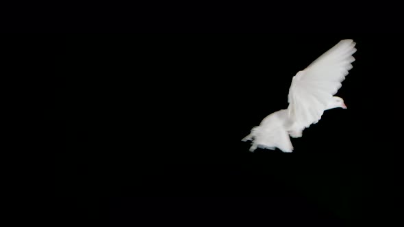 Beautiful Dove with White Plumage Flies in the Studio on a Black Background