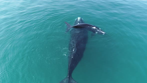 Aerial - Southern Right whale calf slides over mother's back, she exhales forcefully, shot from behi