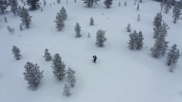 Aerial Shoot of Snow Covered Evergreen Trees After a Winter Blizzard